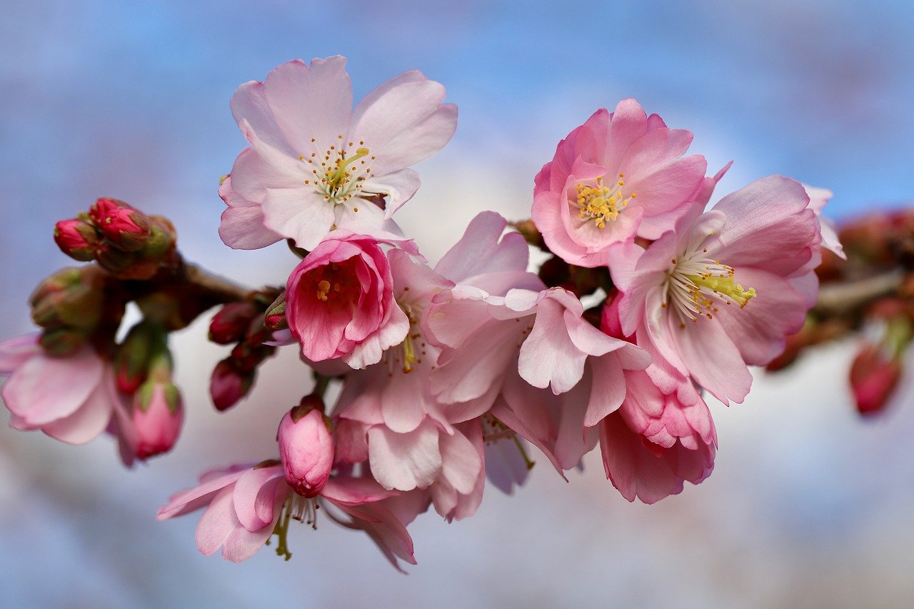 higan cherry, spring cherry, blossom