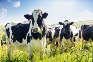 VACHE-300x200 Chef d'exploitation, être éleveuse, agricultrice