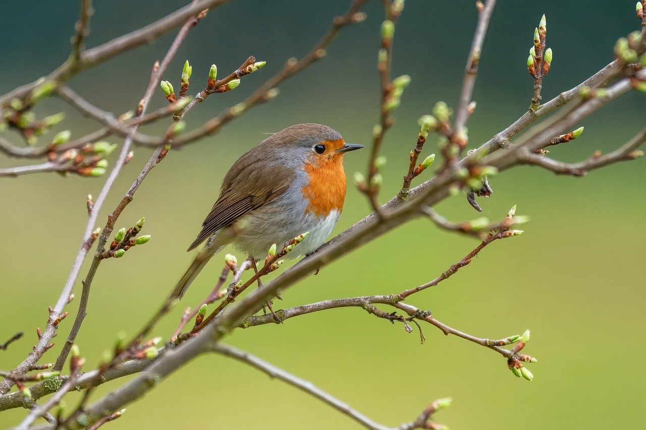 robin, bird, wild bird, songbird, ornithology, animal, wildlife, bird watching, species, fauna, branch, plumage, nature, warbler