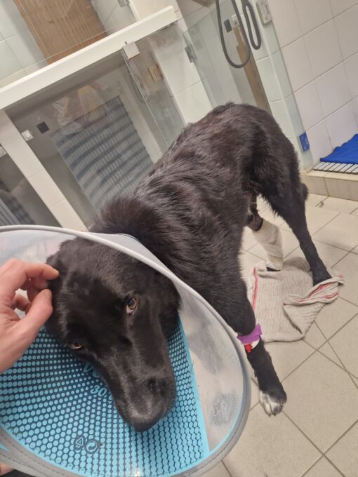 Un-chasseur-percute-un-chiot-cahors-2-510x680 Chiot percuté près de Cahors : l’association FUTUR appelle à une réponse judiciaire ferme